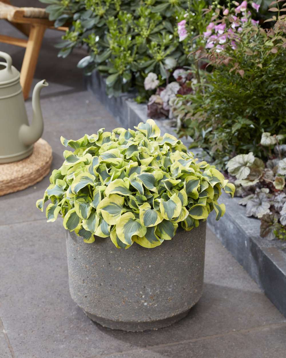 Hosta 'Mini Skirt'